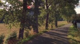 Skalany topoly živé